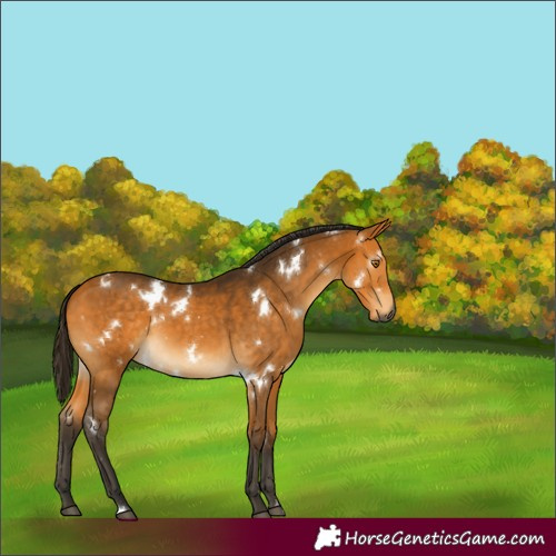 Horse Color:Gray White Spotted Buckskin 