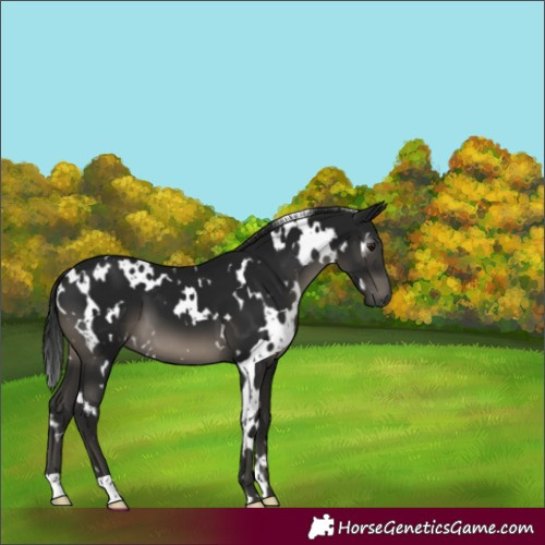 Horse Color:Gray White Spotted Smoky Black 