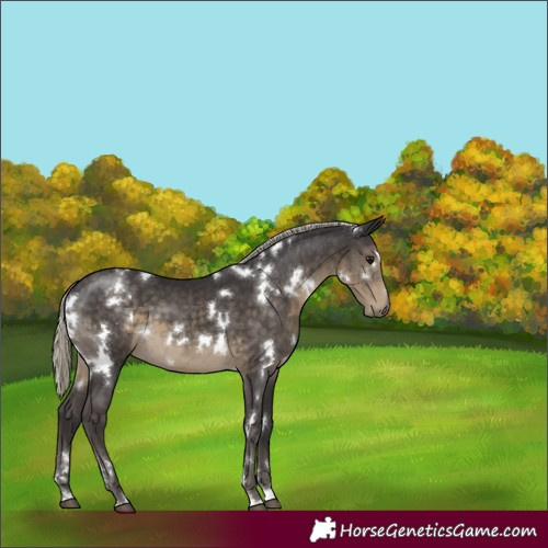 Horse Color:White Spotted Silver Smoky Black 