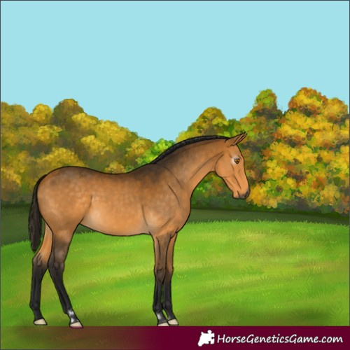 Horse Color:Gray Buckskin 