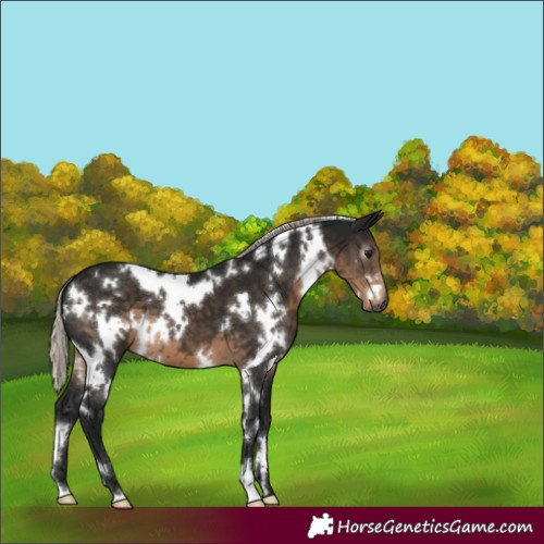 Horse Color:Gray White Spotted Silver Smoky Black 