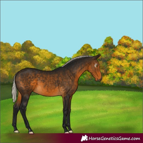 Horse Color:Gray Silver Buckskin 
