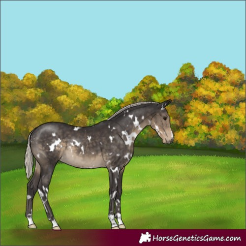 Horse Color:White Spotted Silver Smoky Black 