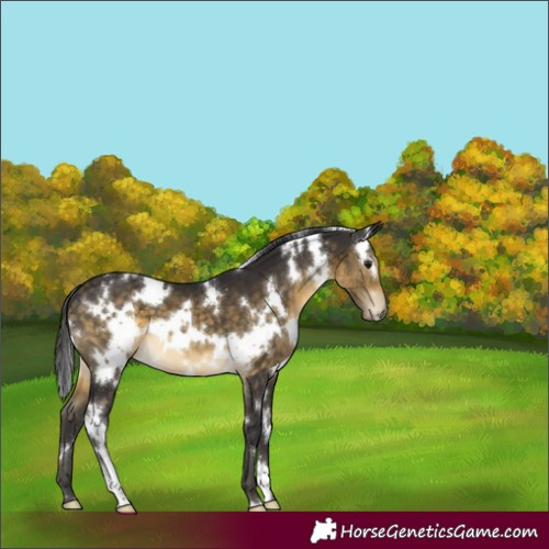 Horse Color:White Spotted Buckskin 