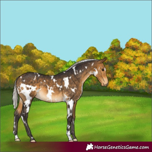 Horse Color:White Spotted Silver Buckskin 