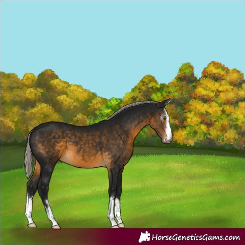 Horse Color:Gray Silver Buckskin 