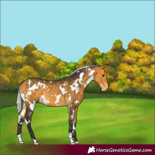 Horse Color:White Spotted Silver Buckskin 