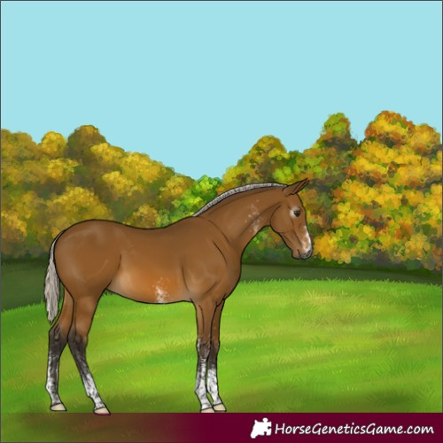 Horse Color:Gray White Spotted Silver Buckskin 