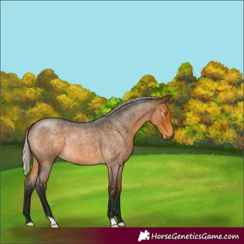 Horse Color:Gray Silver Buckskin Roan 