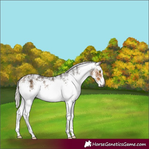 Horse Color:Gray White Spotted Silver Buckskin 