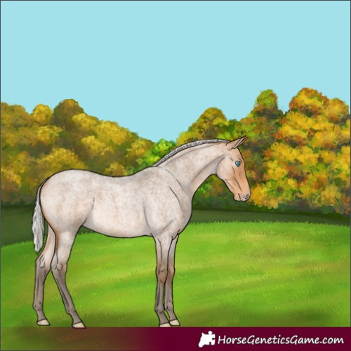 Horse Color:Gray Silver Perlino Roan 