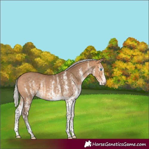 Horse Color:Gray White Spotted Silver Perlino 
