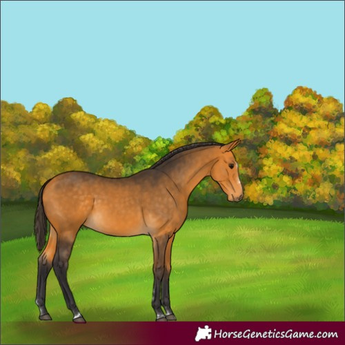 Horse Color:Buckskin 