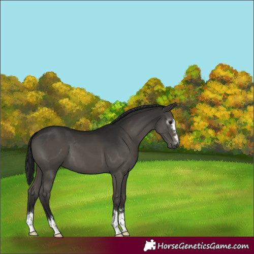 Horse Color:Gray Smoky Black 