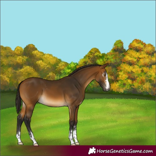 Horse Color:Gray Buckskin 