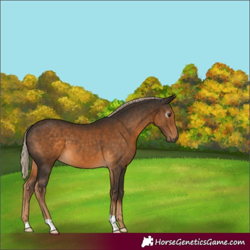 Horse Color:Gray Chocolate Palomino 