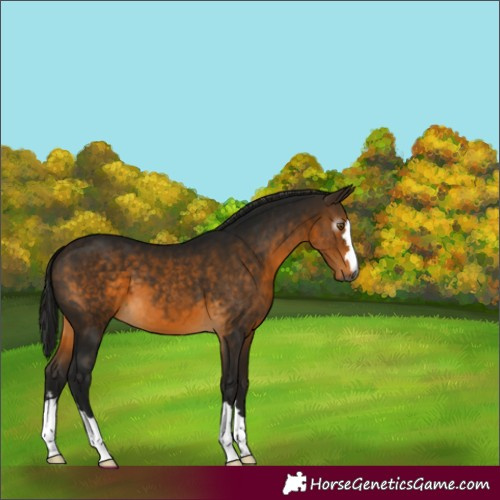 Horse Color:Gray Buckskin 