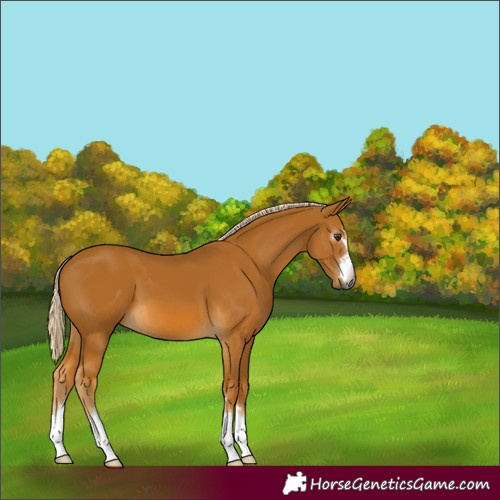 Horse Color:Gray Palomino 