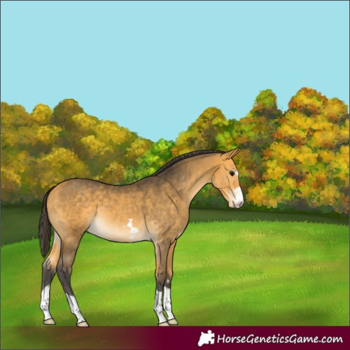 Horse Color:Buckskin 