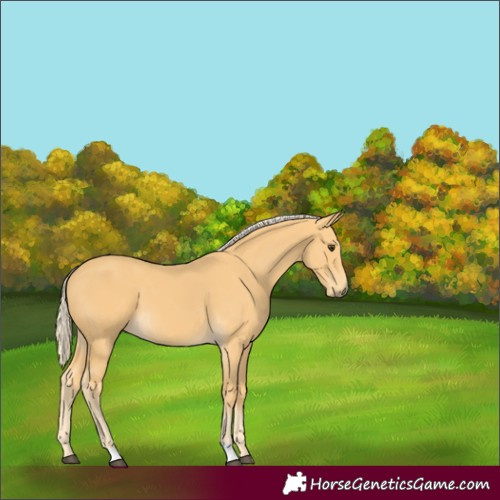 Horse Color:Palomino 