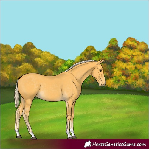 Horse Color:Palomino 
