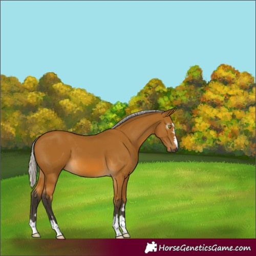 Horse Color:Gray Silver Buckskin 