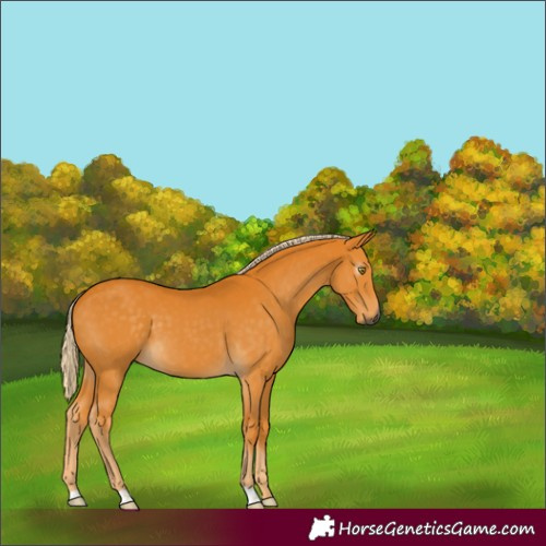 Horse Color:Gray Palomino 