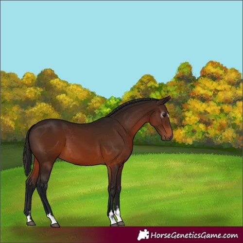 Horse Color:Gray Bay 