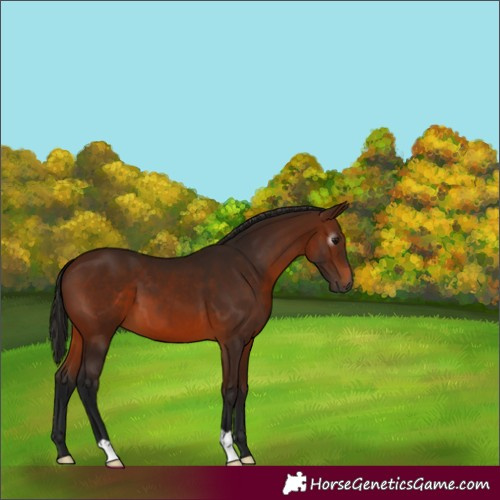 Horse Color:Gray Bay 