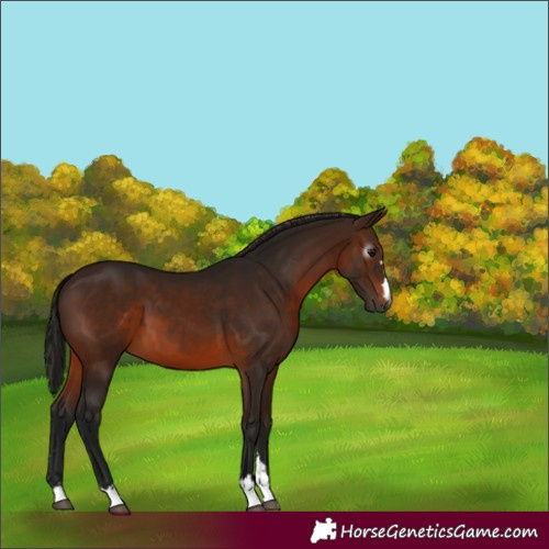 Horse Color:Gray Bay 