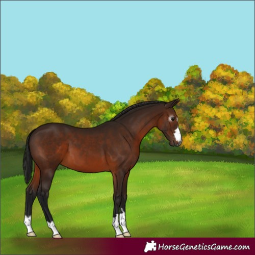 Horse Color:Gray Bay 