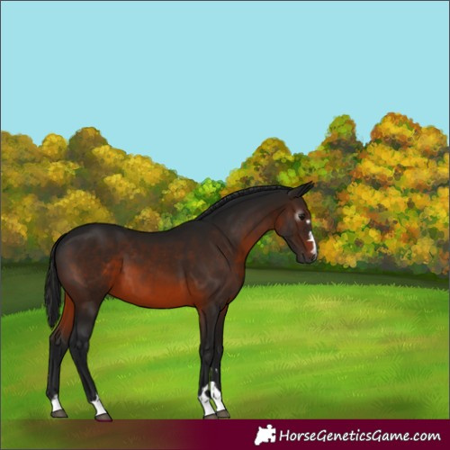 Horse Color:Gray Bay 