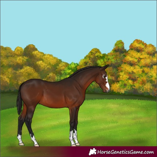 Horse Color:Gray Bay 