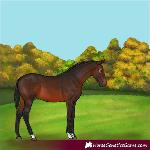 Horse Color:Gray Bay 