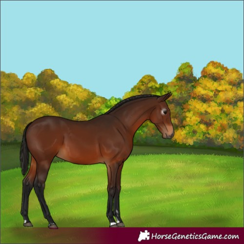 Horse Color:Gray Bay 