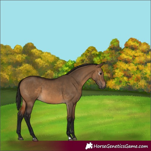 Horse Color:Gray Bay Dun 