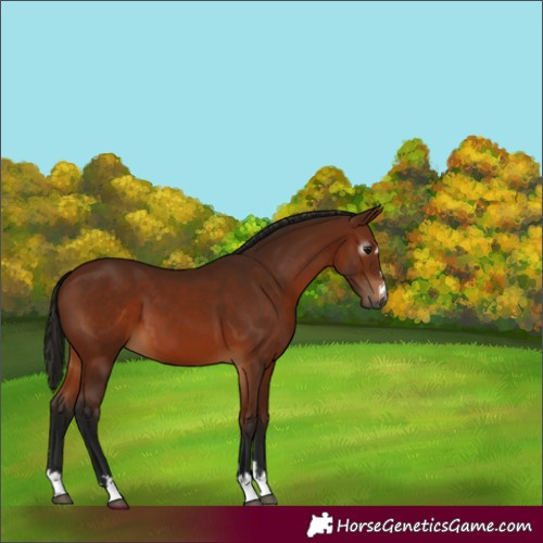 Horse Color:Gray Bay 