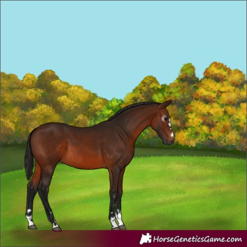Horse Color:Gray Bay 