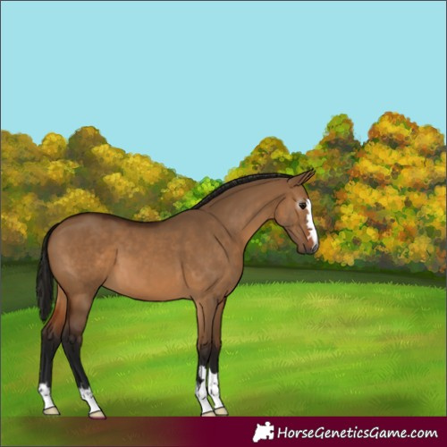 Horse Color:Gray Bay Dun 