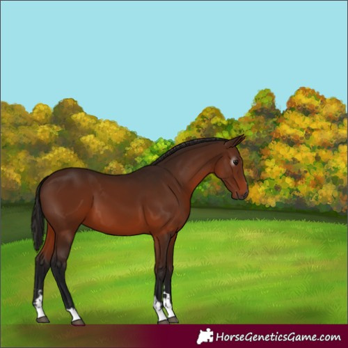 Horse Color:Gray Bay 