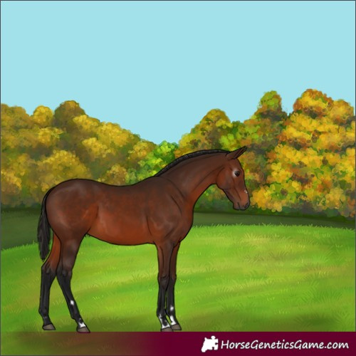 Horse Color:Gray Bay 