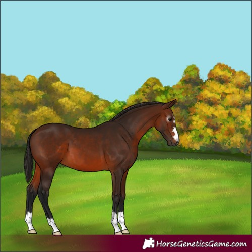 Horse Color:Gray Bay 