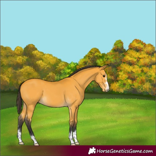 Horse Color:Buckskin 