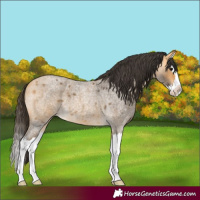 Horse Color:Buckskin Roan Splash 