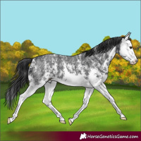 Horse Color:Black Ice Sabino Splash