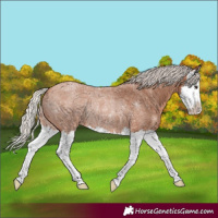 Horse Color:Silver Bay Roan Splash Rabicano 