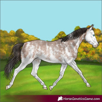 Horse Color:Bay Sabino Splash Rabicano