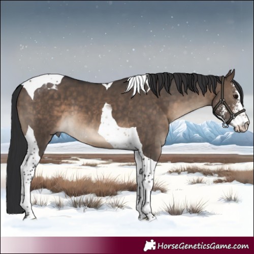 Horse Color:Brown Dun Sabino Tobiano 