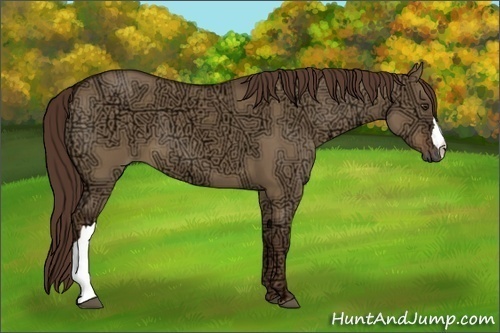 Horse Color:Liver Red Dun Ice 