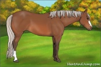 Horse Color:Silver Bay 
